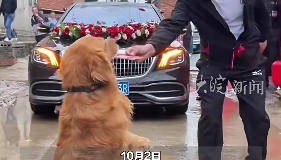 金毛犬拦婚车收200元红包，主人否认唆使和摆拍：自发行为无人教