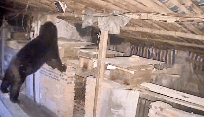 熟练得让人惊讶！四川一黑熊连续3年进村偷蜂蜜，藏哪都找得到