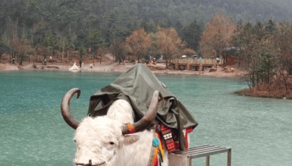 供游客拍照的“打工”白牦牛年入600万？景区工作人员：不可能