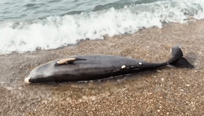 女大学生在大连海边拍摄素材，却意外发现已死亡的它