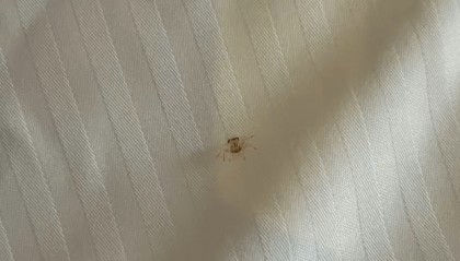男子在三亚游泳耳朵现闷堵感，一只活体小螃蟹从耳道爬出！ 农业部门提醒：建议下海戴耳塞