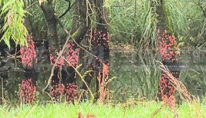 头皮发麻！贵阳十里河滩的树干被“染”成粉色