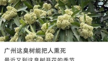 “臭到怀疑人生”！广东街头再次出现“风油精炒排骨”的味道，到底是什么？