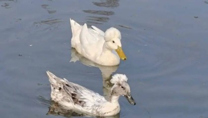 鸭子烫了爆炸头？南京玄武湖“烫头鸭”火了