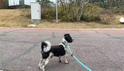 “史上最严”养犬新规今起施行 养犬人自研遛狗神器防被讹｜封面深镜