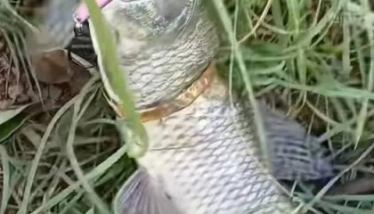 广东男子钓上一条自带“赎金”的鱼 网友羡慕幸运