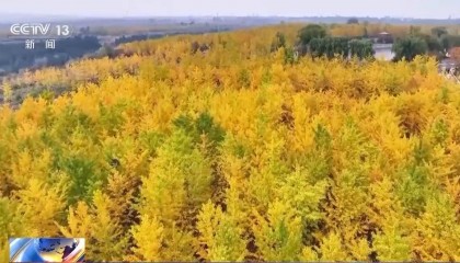 多地秋天“迟到早退” 秋季为何越来越短了?