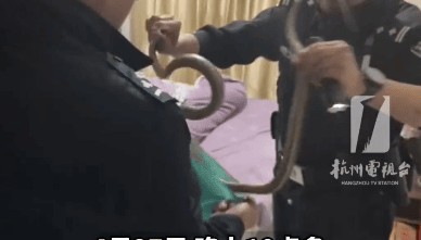 杭州女子洗澡后准备睡觉，床上突现1米多长蛇，民警捏住“七寸”将其擒获，后带至附近农田放生