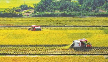 金秋好“丰”景 32万亩水稻开镰收割