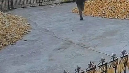 黑龙江一地疑出现老虎进村咬伤村民,家属称左手大概率保不住,当地回应:相关部门已到达现场