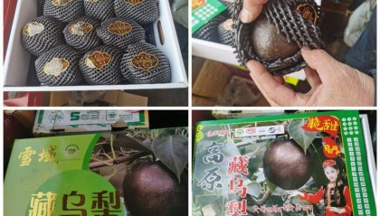 起底“藏乌梨”骗局：虚构的高原特产，普通梨高温加工而成