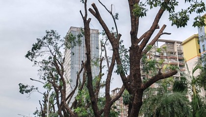东莞街头惊现大量“光头树”？官方：主要基于公共安全考虑