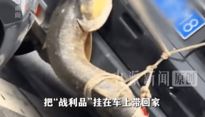 男子钓到1.6米大鱼挂车后“满街溜”，当事人：后备箱放不了，没想炫耀，鱼有60斤，最后花490元加工费做成了鱼丸