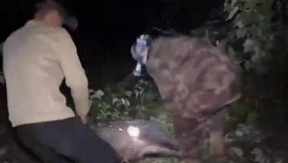 赏金猎人团已在南京捕获133头野猪,还差67头才能拿到每头二三千元补贴,他们真的很赚钱?