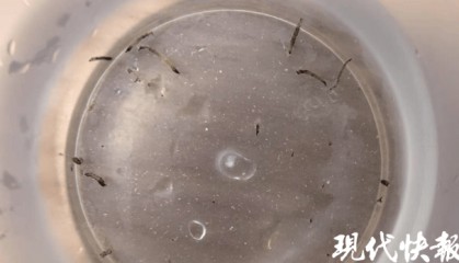 8岁女童持续呕吐活虫一个多月，元凶竟是卫生间小黑虫！很多家庭都有！