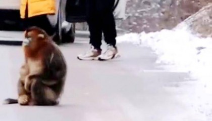 神农架受伤金丝猴蹲路边向人类求助？救护站：已救治，基本恢复健康