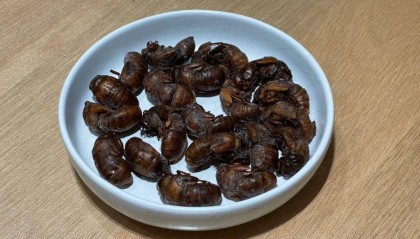 一斤超百元！山东的知了猴怎么就火出圈了？