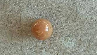 极为罕见！大连渔民吃海螺时，竟然吃出……