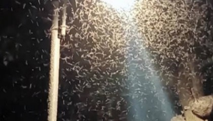 密密麻麻！多得像“马赛克 武汉一湖边漫天飞虫