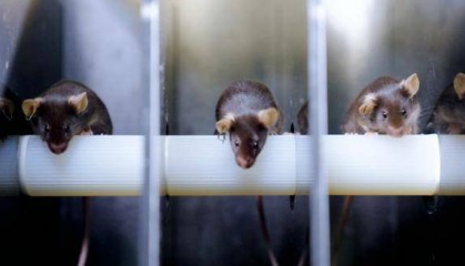 神二十一有4只“小鼠航天员”!选拔Vlog公开→