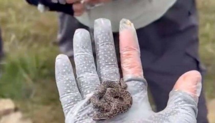 驴友爬山捡幼蛇轮流抚摸,专家:是短尾蝮蛇,毒性强,严重可导致死亡!