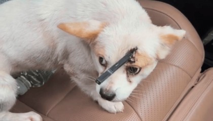 教育局回应“一教师用弓箭射杀小狗”：不实，小狗进学校前就被射伤