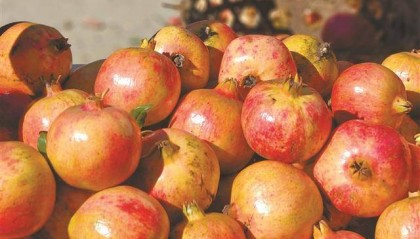 红石榴点亮高原秋