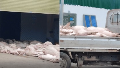 广东一食品企业出现大量死猪事件追踪：公安部门介入侦办，企业负责人被控制