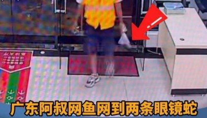 广东62岁阿叔网鱼网到2条眼镜蛇,被咬伤后当场打死,并打包提进医院