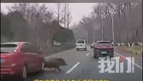 南京一头野猪横穿马路被两车连撞，车主称“太突然了”
