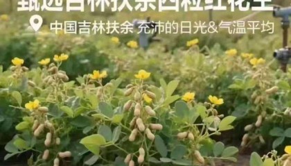 “花生上树”宣传图系AI生成?良品铺子致歉:已对相关页面修正