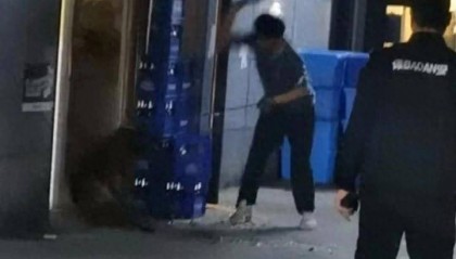 柯基犬主人持酒瓶暴打马犬事件进展：当事人被拘，马犬已脱离危险期