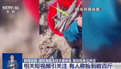 山东一地海面冻住大量梭鱼！有人称捡到几百斤，吃货们“成麻袋”往家扛
