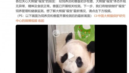 中国大熊猫保护研究中心：经初步检查，“福宝”体态外观无异常