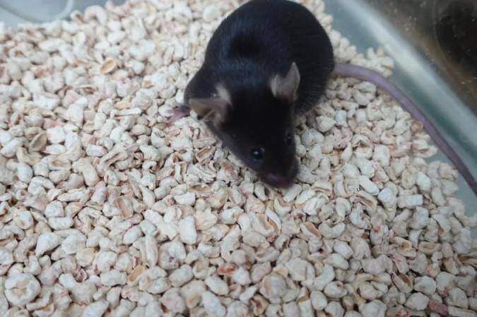 为4只“太空小鼠”取名,网友:从从、容容、游刃、有余……