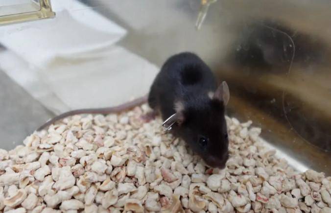 为4只“太空小鼠”取名,网友:从从、容容、游刃、有余……