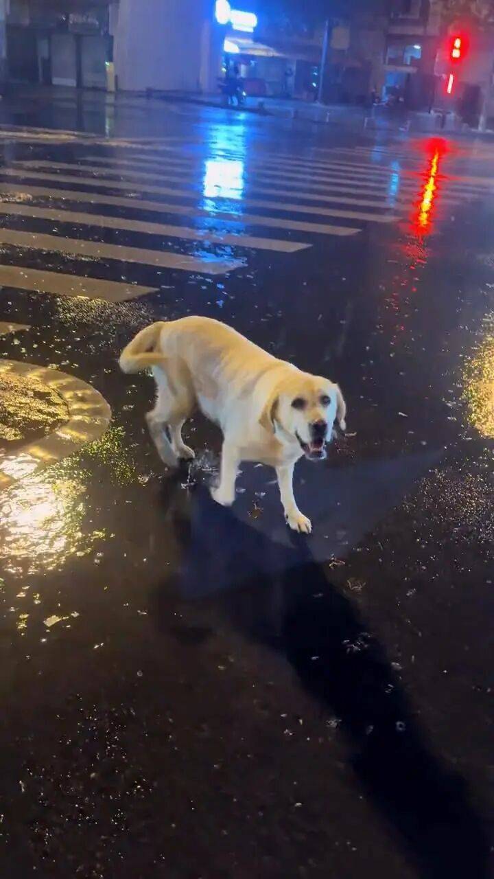 青岛一只拉布拉多犬走失三月后,长沙街头被网友发现并收留,目前犬只已被送回犬主身边