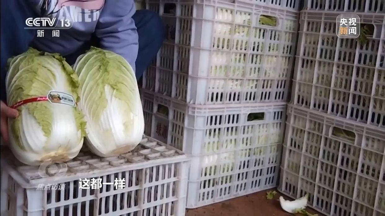 单棵售价超百元，起底“套牌白菜”背后的销售套路