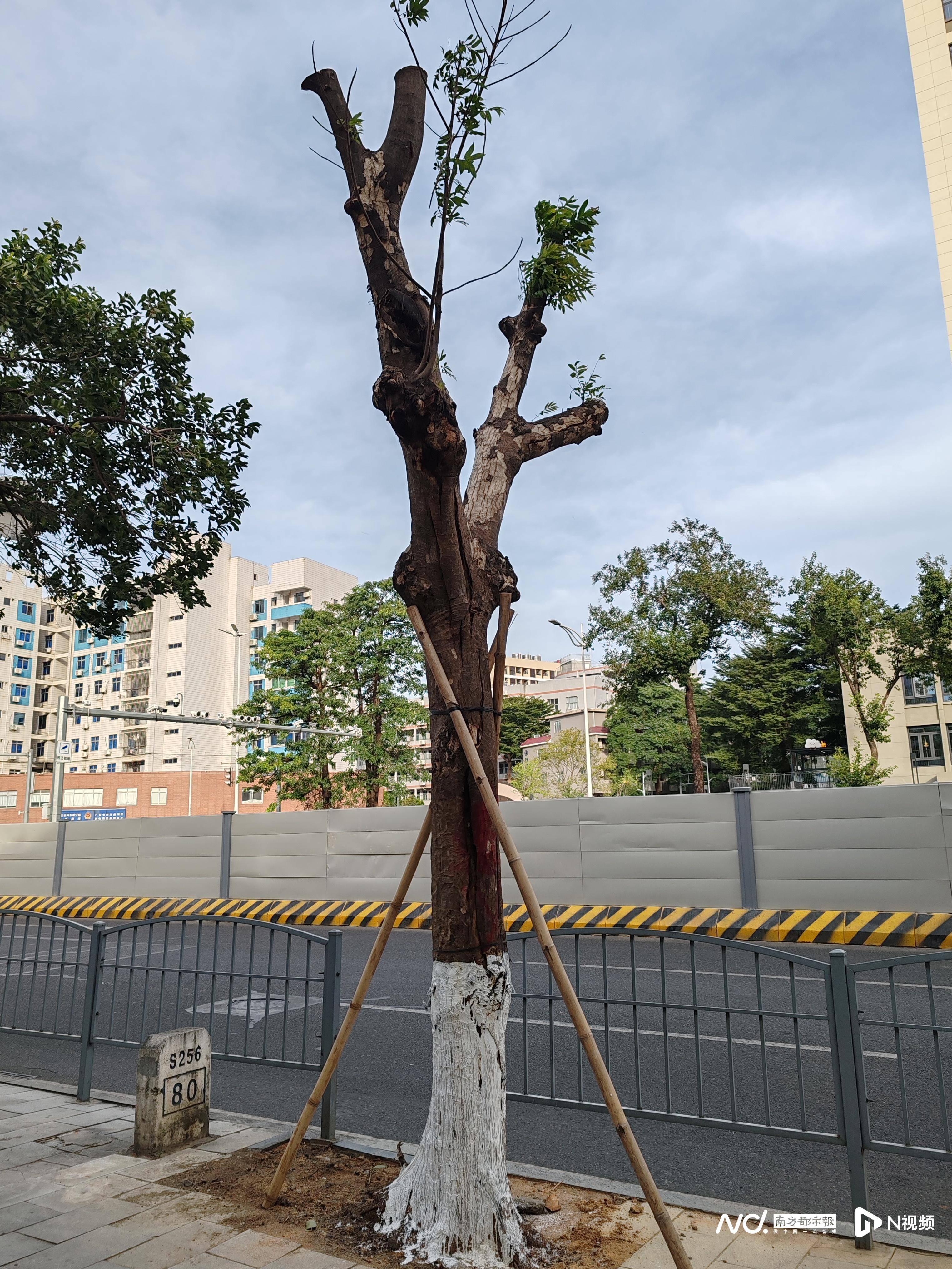 东莞街头惊现大量“光头树”？官方：主要基于公共安全考虑