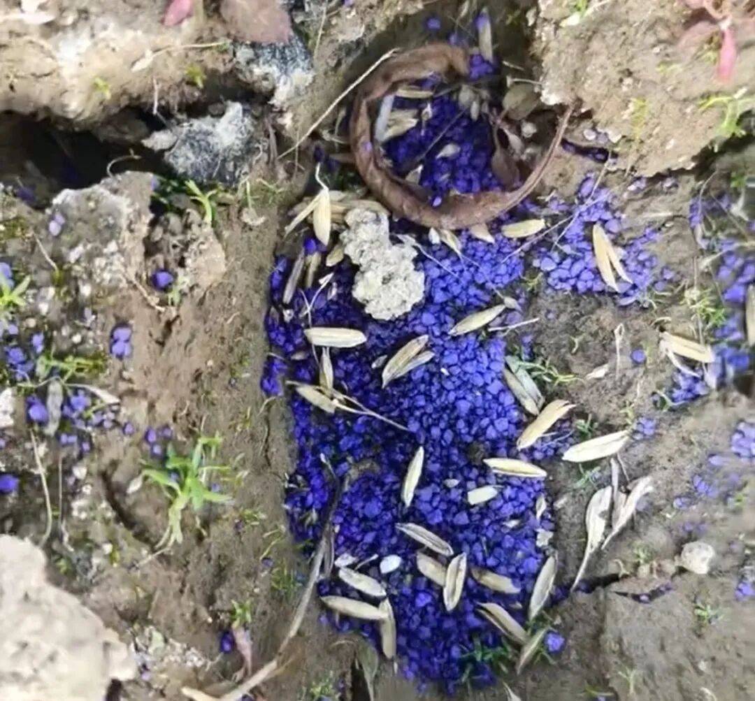 江西余干警方通报：3人疑似在鄱阳湖湿地毒害野生动物，已采取刑事强制措施