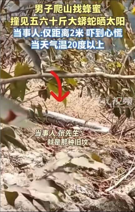 男子上山遇巨型蟒蛇晒太阳！当事人回应：目测有五六十斤重，当时离它就两米远