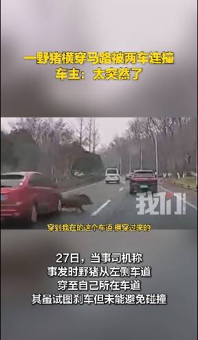 南京一头野猪横穿马路被两车连撞，车主称“太突然了”