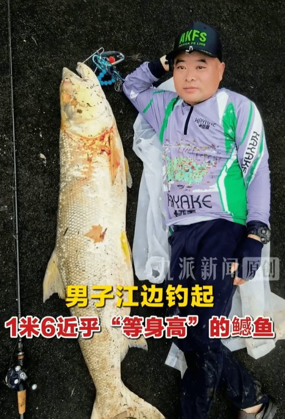 男子钓到1.6米大鱼挂车后“满街溜”，当事人：后备箱放不了，没想炫耀，鱼有60斤，最后花490元加工费做成了鱼丸