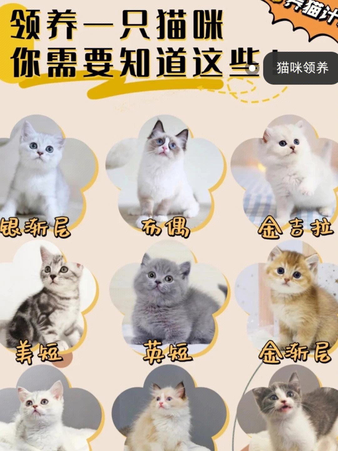 猫咪理财管家(猫咪理财管家app)